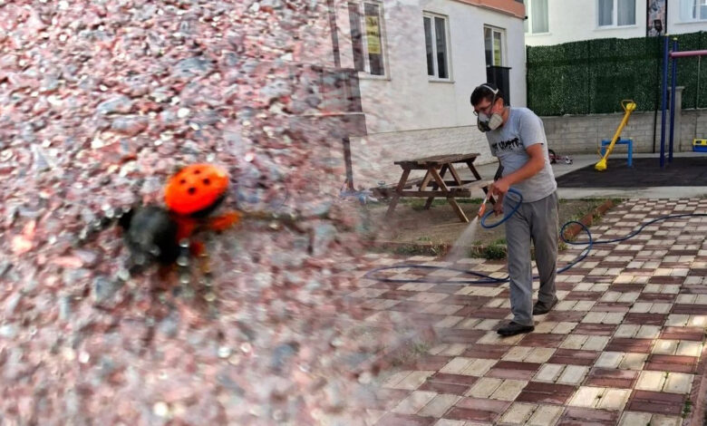 Afyonkarahisar Çay’da zehirli uğur böceği örümceği alarmı 1 afyonkarahisar cayda zehirli ugur bocegi orumcegi alarmi rl5RSSUM