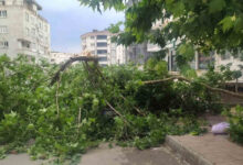 agac park halindeki aracin uzerine devrildi facia ucuz atlatildi KQB35QUC