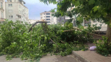 agac park halindeki aracin uzerine devrildi facia ucuz atlatildi KQB35QUC