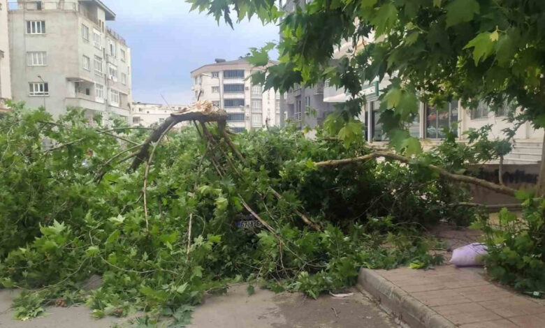agac park halindeki aracin uzerine devrildi facia ucuz atlatildi KQB35QUC