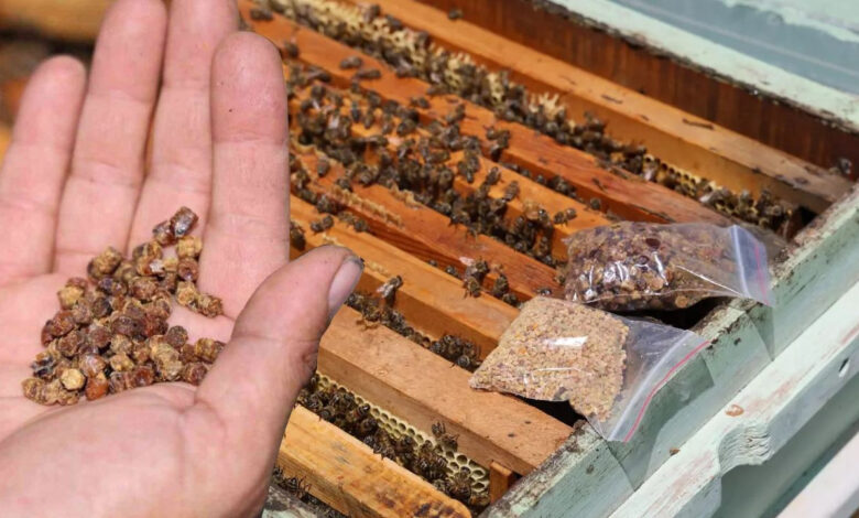 Arı ekmeği arıcıların yeni gelir kapısı: Kilosu 3 bin TL’den satılıyor 1 ari ekmegi aricilarin yeni gelir kapisi kilosu 3 bin tlden satiliyor 6Dh8sdGR