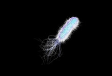 hastanelerde sessiz tehdit pseudomonas aeruginosa tibbi plastiklerle besleniyor EtJ6G5Ir