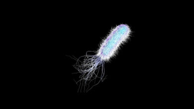 hastanelerde sessiz tehdit pseudomonas aeruginosa tibbi plastiklerle besleniyor EtJ6G5Ir